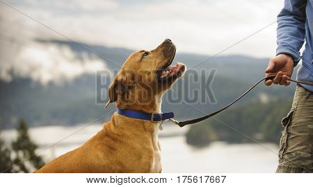 American Pit Bull Terrier dog on leash looking a dog trainer