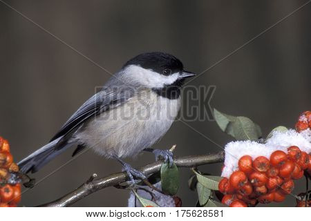 A Carolina Chickadee, Poecile carolinensis on a branch with red berries & snow in winter