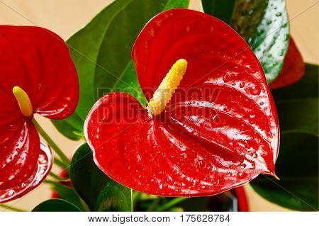 close up from Colorful of Red Flamingo or Laceleaf