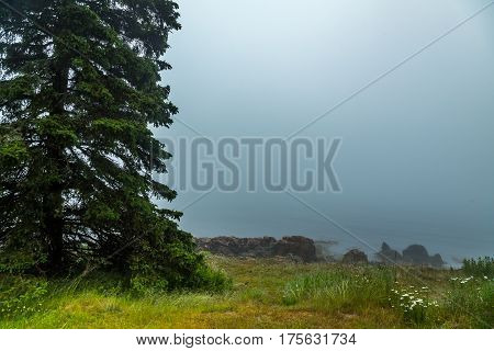 Foggy Morning On Schoodic