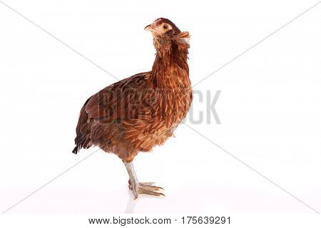 Araucana hen of blue easter eggs native of Chile on white background