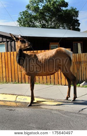 Elk Checks For Traffic