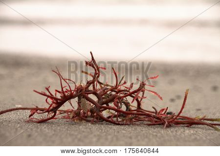 Seaweed on a beach in the Faroe Islands