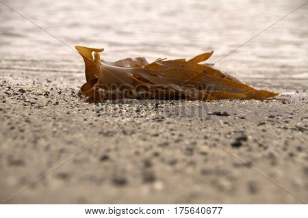 Seaweed on a beach in the Faroe Islands