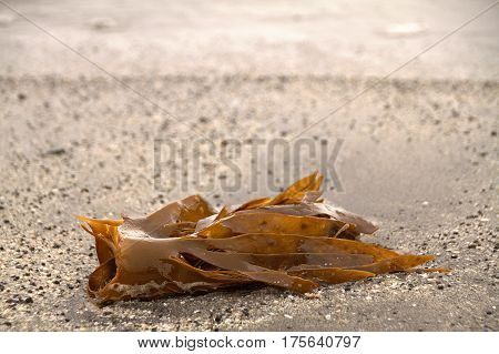 Seaweed on a beach in the Faroe Islands