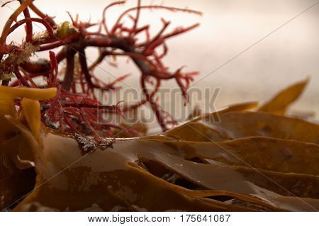 Seaweed on a beach in the Faroe Islands