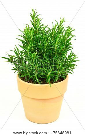 Rosemary Tree in Terracotta Pot on white background