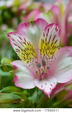 Fency kwiat orchidei tło zbliżenie