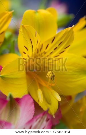 Fency kwiat orchidei tło zbliżenie