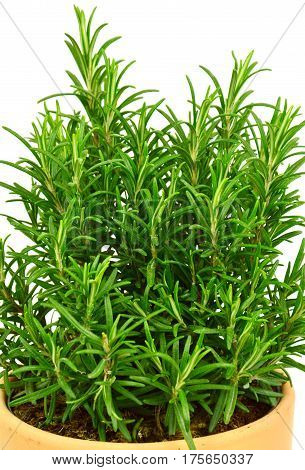 Rosemary Tree in Terracotta Pot on white background