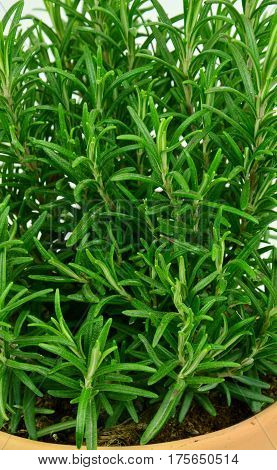 Rosemary Tree in Terracotta Pot on white background