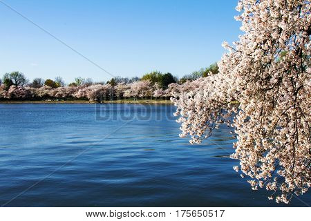 Cherry trees blooming on Potomac river basin in Washington, D.C.