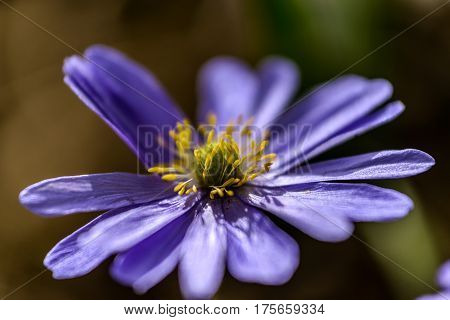 Liverwort (Hepatica nobilis) flower. First flowers blooming in spring forest in march or april.
