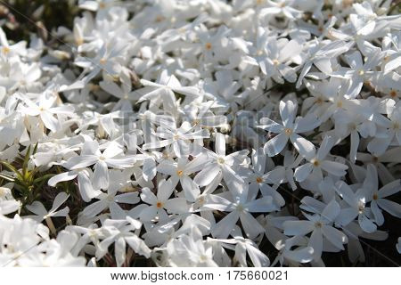 White phlox flowers (Phlox subulata) in the garden