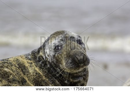 Sad looking seal with puppy eyes covered in sand. Grey seal from the Horsey wild seal colony Norfolk UK.