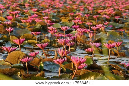 Water Lily in the lake / Nymphaea lotus Linn.