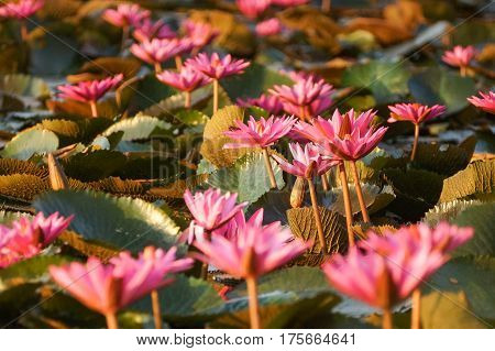 Water Lily in the lake / Nymphaea lotus Linn.