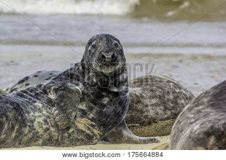 Large spotty grey seal (Halichoerus grypus) on the beach covered in sand and looking at camera. From the Horsey wild seal colony in East Anglia UK.