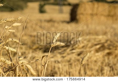 Ears of golden wheat. Corn harvesting wheat field at background a bale