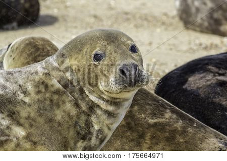 This brown colored grey seal (Halichoerus grypus) is from the Horsey wild seal colony in Norfolk UK. It has sand in its eye.