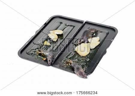 Mouse in a trap / Pest in a house concept
