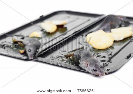 Mouse in a trap / Pest in a house concept