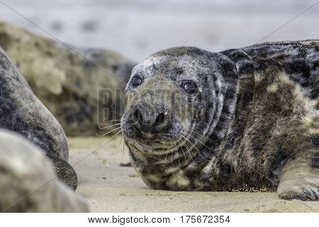 Fat spotty grey seal (Halichoerus grypus) on the beach. The Horsey wild seal colony East Anglia UK.