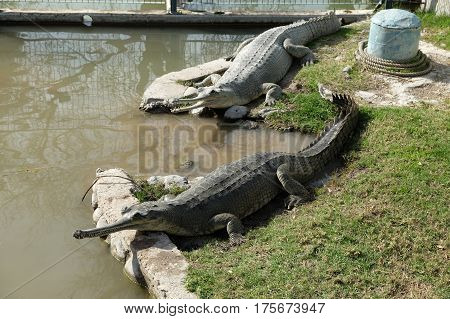 Two crocodiles gavial on the shore of a pond (Lat. Gavialis gangeticus)