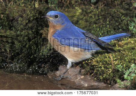 A male Eastern Bluebird, Sialia sialis on moss at the edge of a small pond