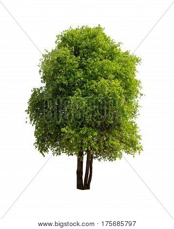 Isolated tree with green leaf on white background