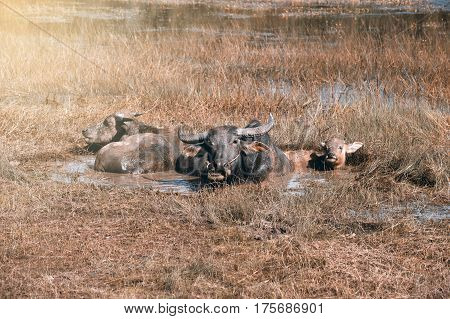 Buffalo family resting in swamp mud near the lake.