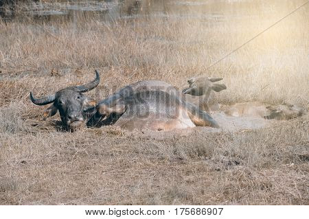 Buffalo family resting in swamp mud near the lake.
