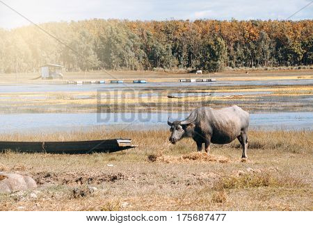 Buffalo eating grass into the field near lake.