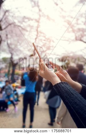 Happy Woman Traveler Take Photos By Camera With Cherry Blossoms Tree While Spring