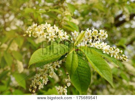 Flowers Of Prunus Padus Or European Bird Cherry