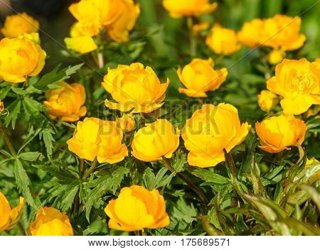 Flowers Trollius Or Globeflower