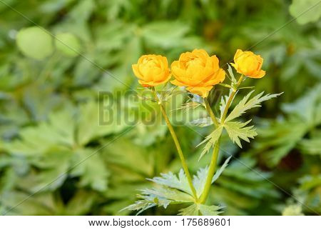 Flowers Trollius Or Globeflower