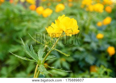 Flowers Trollius Or Globeflower