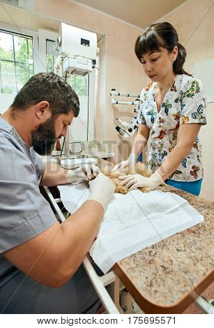 Male veterinarian and his assistant doing surgery of dog's canine removal