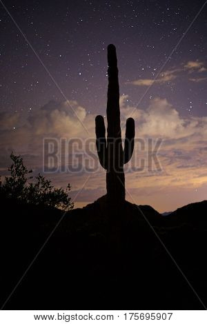 desert cactus silhouette with clouds and stars