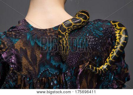 Snake crawling on woman's shoulder on gray background