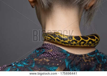 Anaconda crawling on woman's neck on gray background