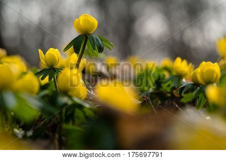 Springtime - Yellow flower closeup with shallow depth of field - Eranthis hyemalis - early signs of spring