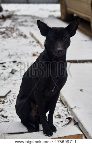 Black Dog