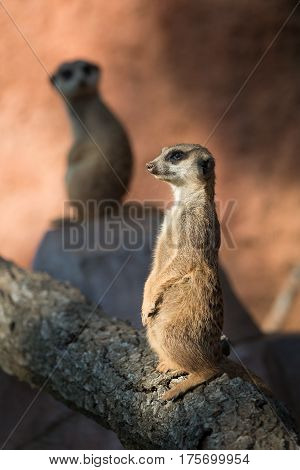 Suricata sitting and watching some predator. Suricata or meerkat (Suricata suricatta) It is on guard and looks around and patrolling the neighborhood.