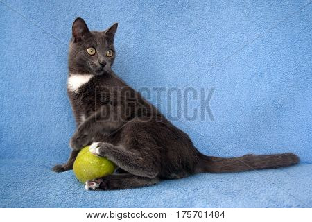 gray cat plays with a green ball on a blue background
