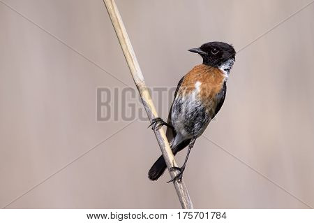 Common stone chat sit on a twig on a lovely soft brown background