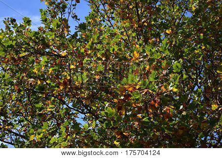 background - tree in fall against blue sky with green orange and brown leaves