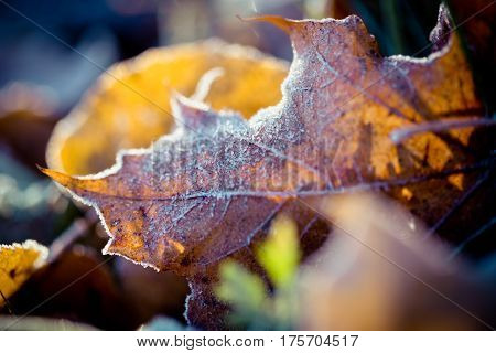 Abstract Autumn leaves frozen yellow in sun light