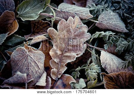 Abstract background Autumn leaves frozen brown winter time